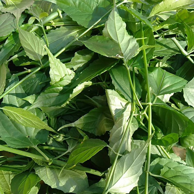 

Daun Belalai gajah petik segar