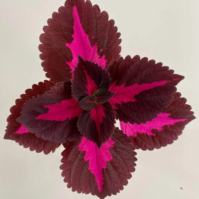 Tanaman hias miana coleus - miana merah - menyana mix warna _ miana