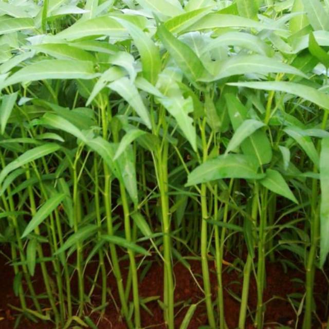 Benih/biji bibit kangkung 500 biji