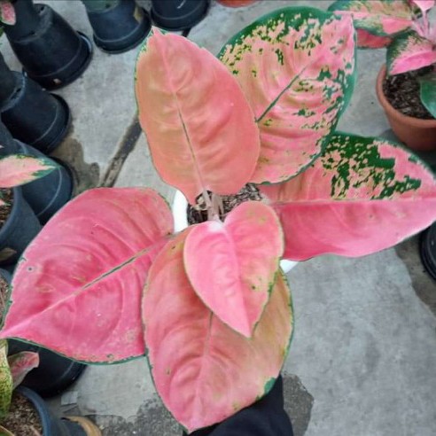 aglonema ebony bibit