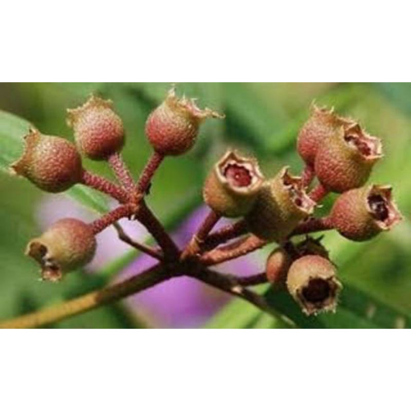 

Buah senggani atau senduduk per 500gram murah