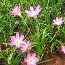 Tanaman hias day Lily pink  (Hemerocallis )- BAKUL KEMBANG