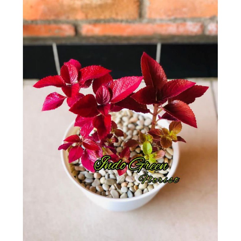 Tanaman Hias Miana Merah / Tanaman Bunga Miana Merah/ Tanaman Hidup Bunga Miana