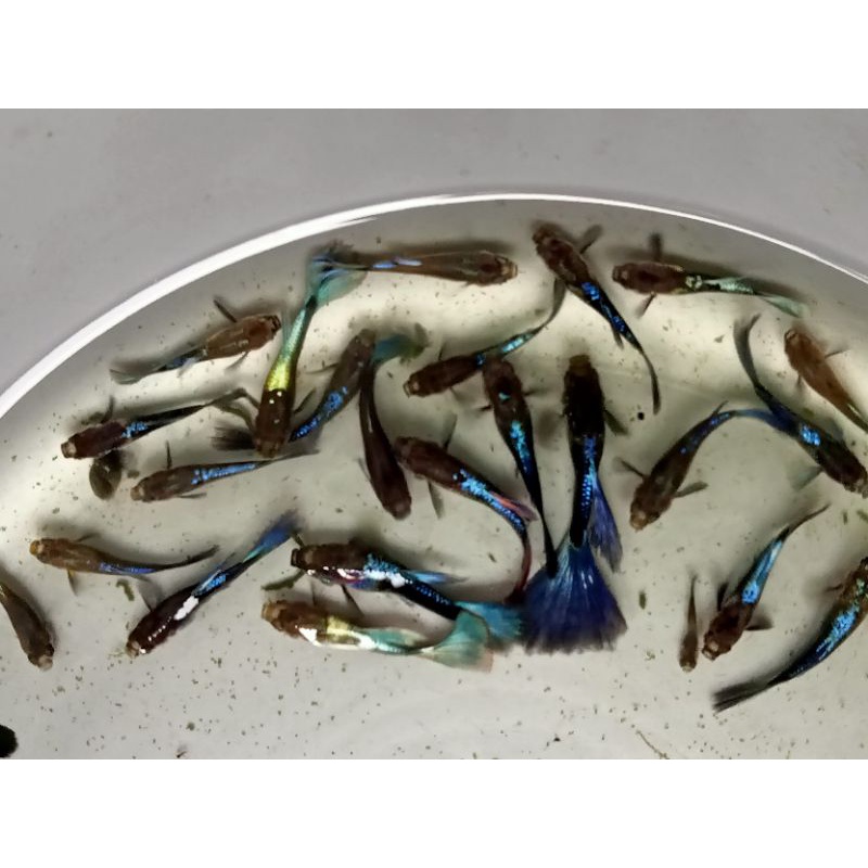 ikan Guppy cendolan 30 ekor