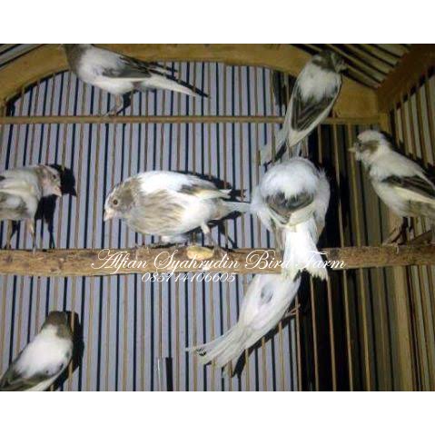 16+ Harga burung kenari gacor lokal terupdate