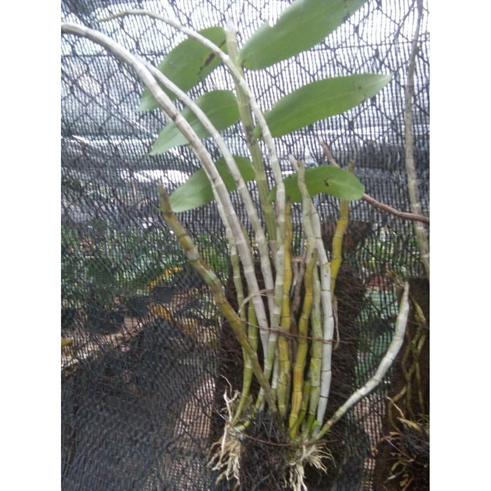 Anggrek Dendrobium Secundum , Anggrek Sikat