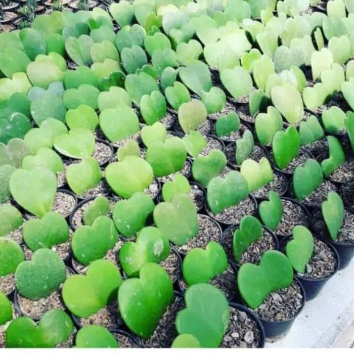 pohon hoya love / skulen / kaktus