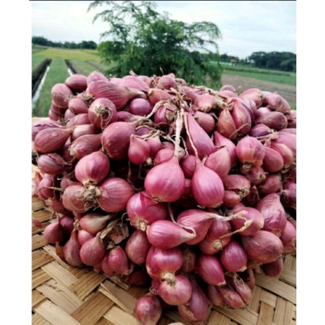 

BAWANG MERAHBREBES