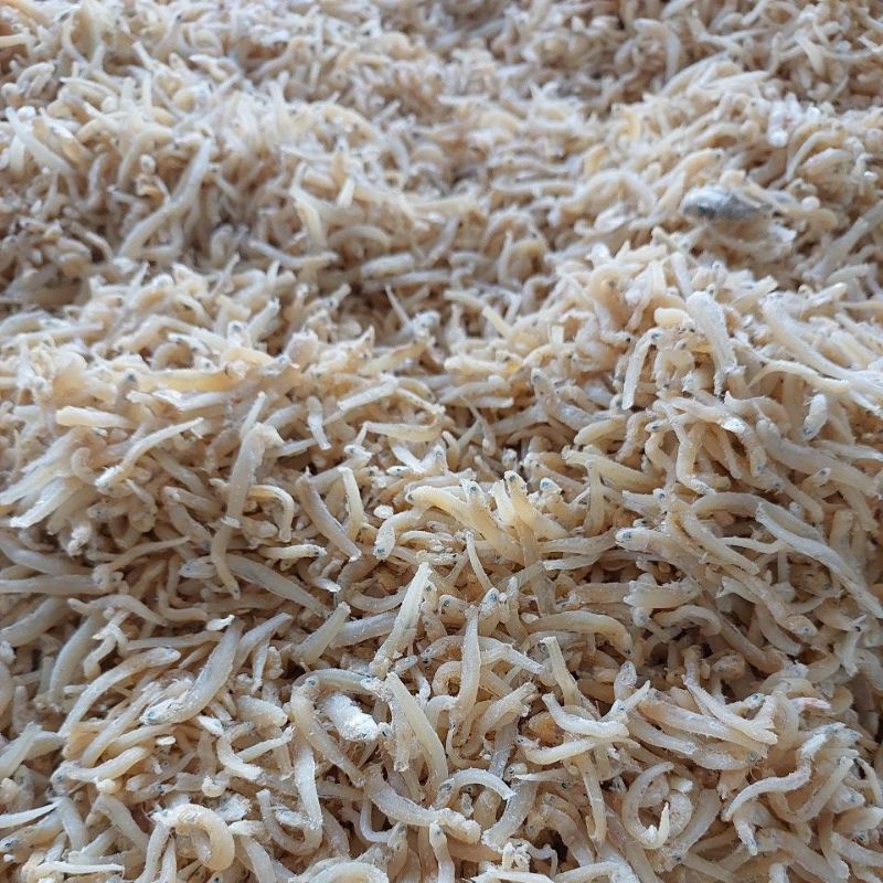 

Teri mie lokal premium tanpa pemutih dan pengawet jual perons 30rb