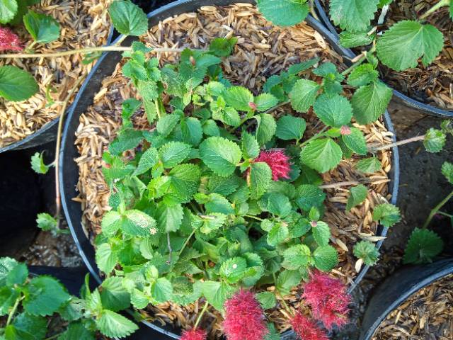 Tanaman hias ekor kucing