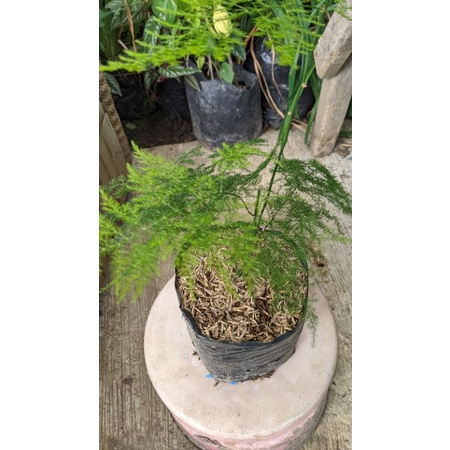 Asparaga REAL PICT - tanaman daun - suplier daun