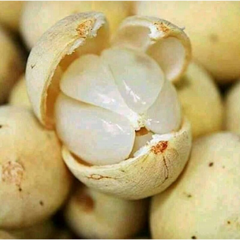 

Dukuh Palembang 1 kg Pilihan Terbaik