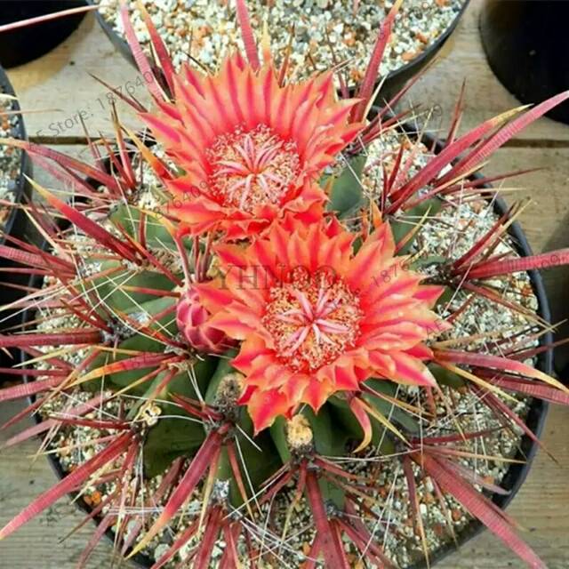 10pcs Biji Benih Tanaman Kaktus Hias Ferocactus