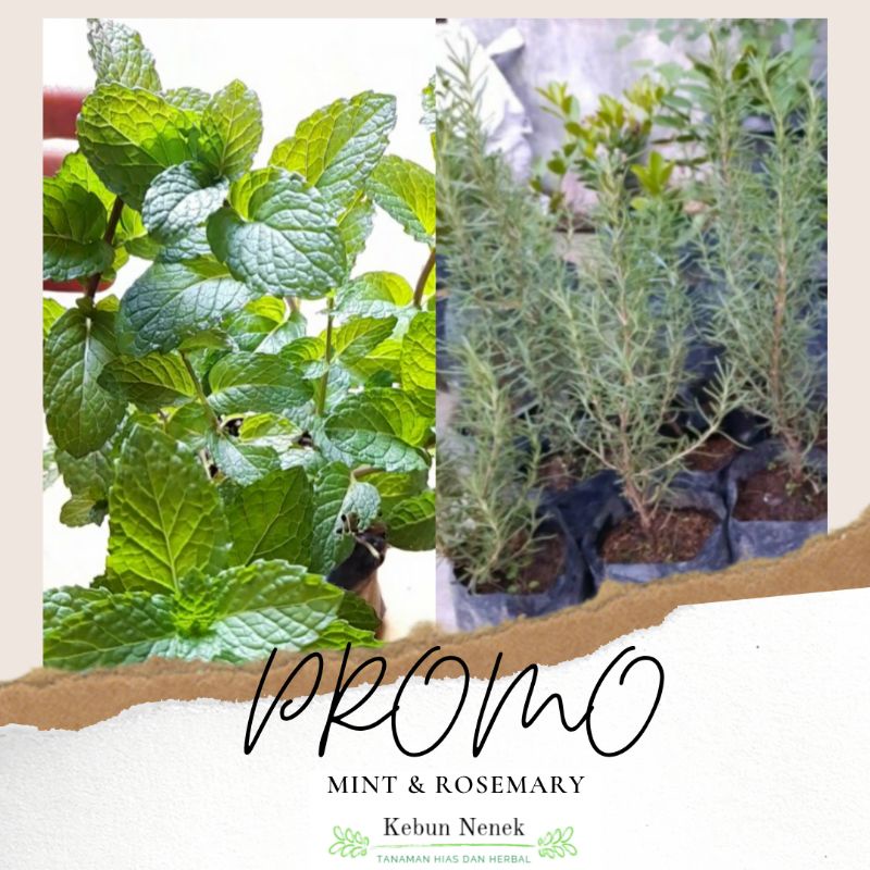 BIBIT MINT DAN ROSEMARY MEDAN