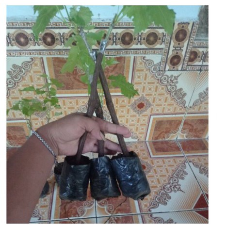 Anggur (rubus sp) belum okulasi - Bibit Tanaman Buah Anggur - Bibit Anggur Super - Red Price / Green Belgium / Black Caroline