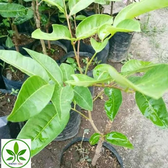 Cr4Ft Bibit Tanaman Buah Kelengkeng Matalada/Pohon Buah Lengkeng Mata Lada