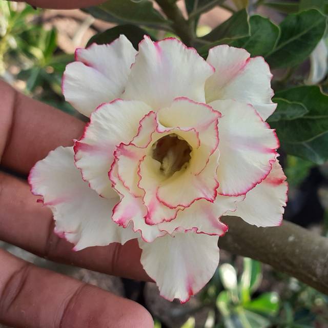 Adenium JENTIK MANIS