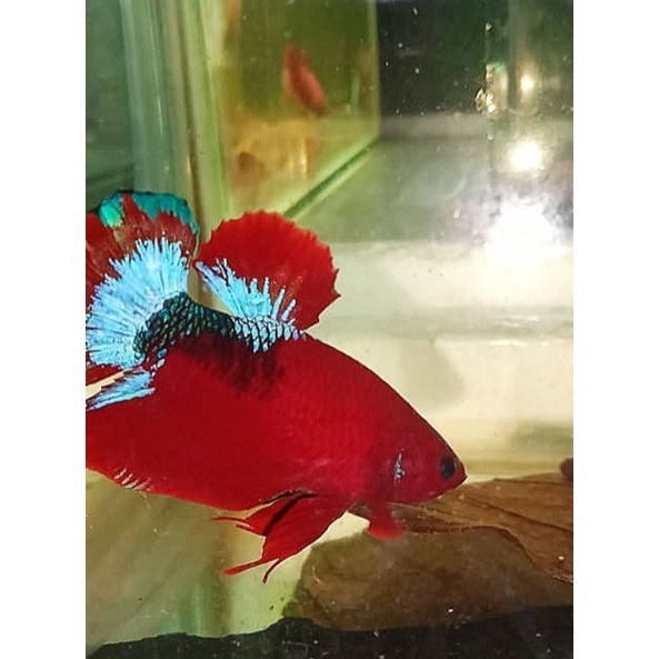 Ikan cupang plakat Hellboy indukan