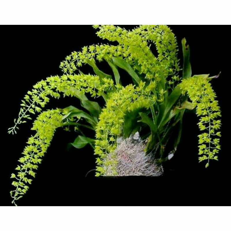 Anggrek Grammatophyllum var Citrinum