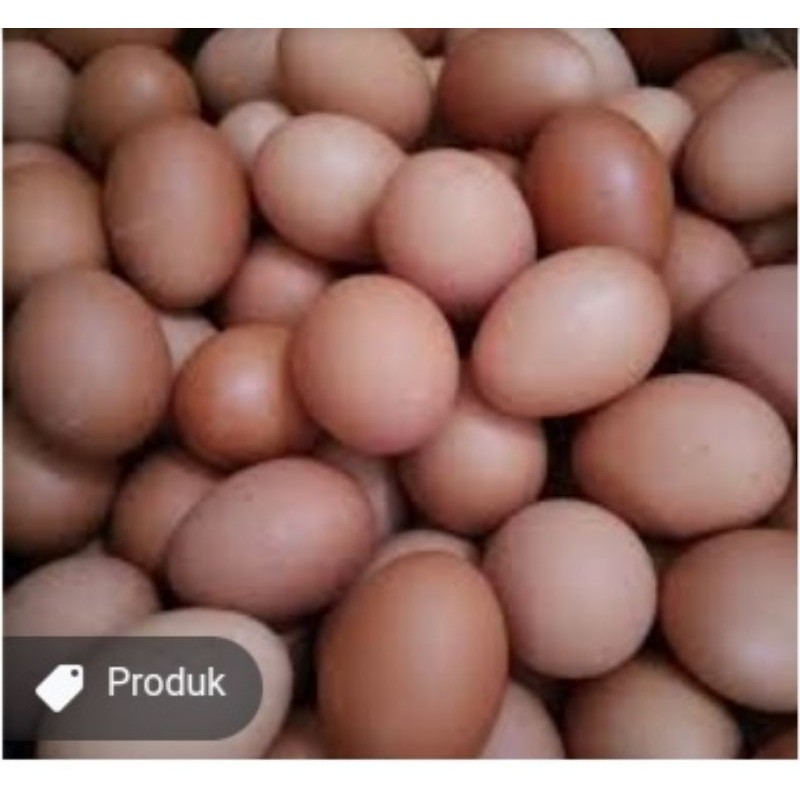 

TELOR AYAM NEGRI/1KG