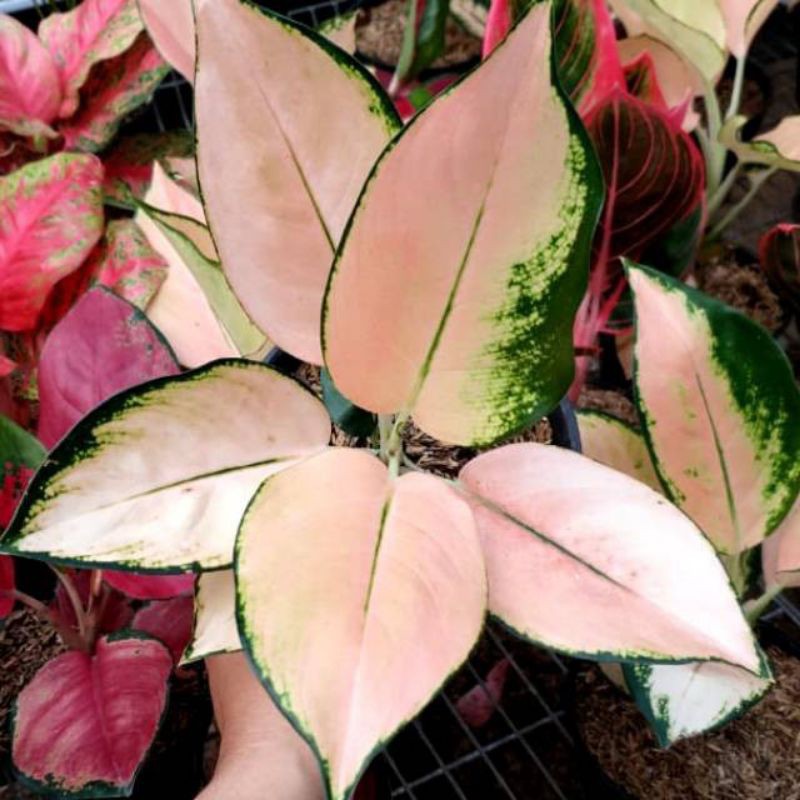 tanaman hias aglonema - aglonema kochin sutra - pohon aglonema kochin