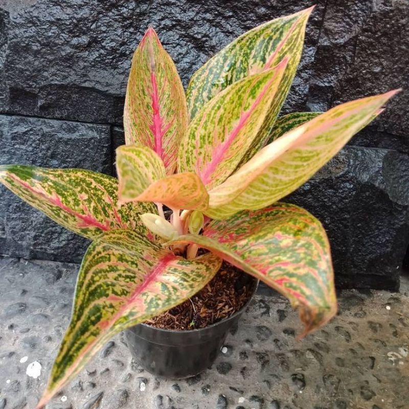 AGLAONEMA LEGACY