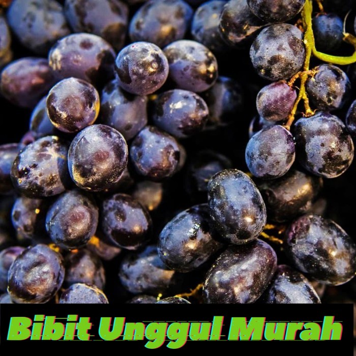 Bibit Anggur Hitam Tanpa Biji