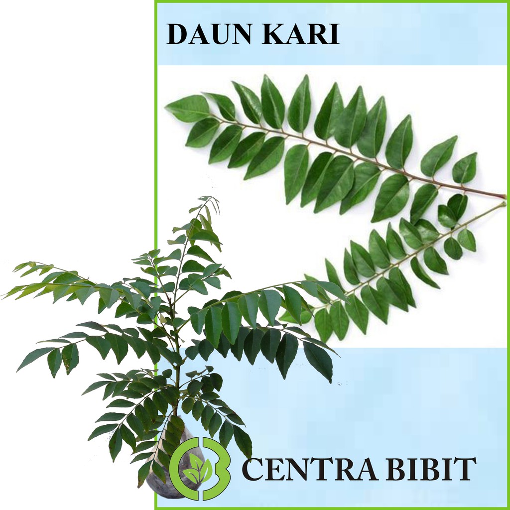 Tanaman Daun Kari