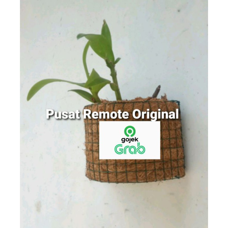 POT BUNGA ANGGREK SETENGAH LINGKARAN KECIL SABUT KELAPA