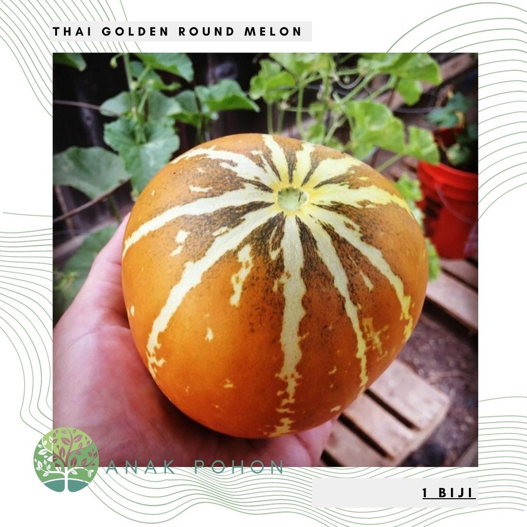 Benih Bibit Biji - Melon Thai Golden Round Cucumis melo Seeds - IMPORT