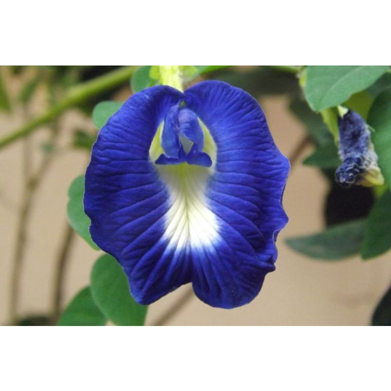 Benih/ Bibit Bunga Telang