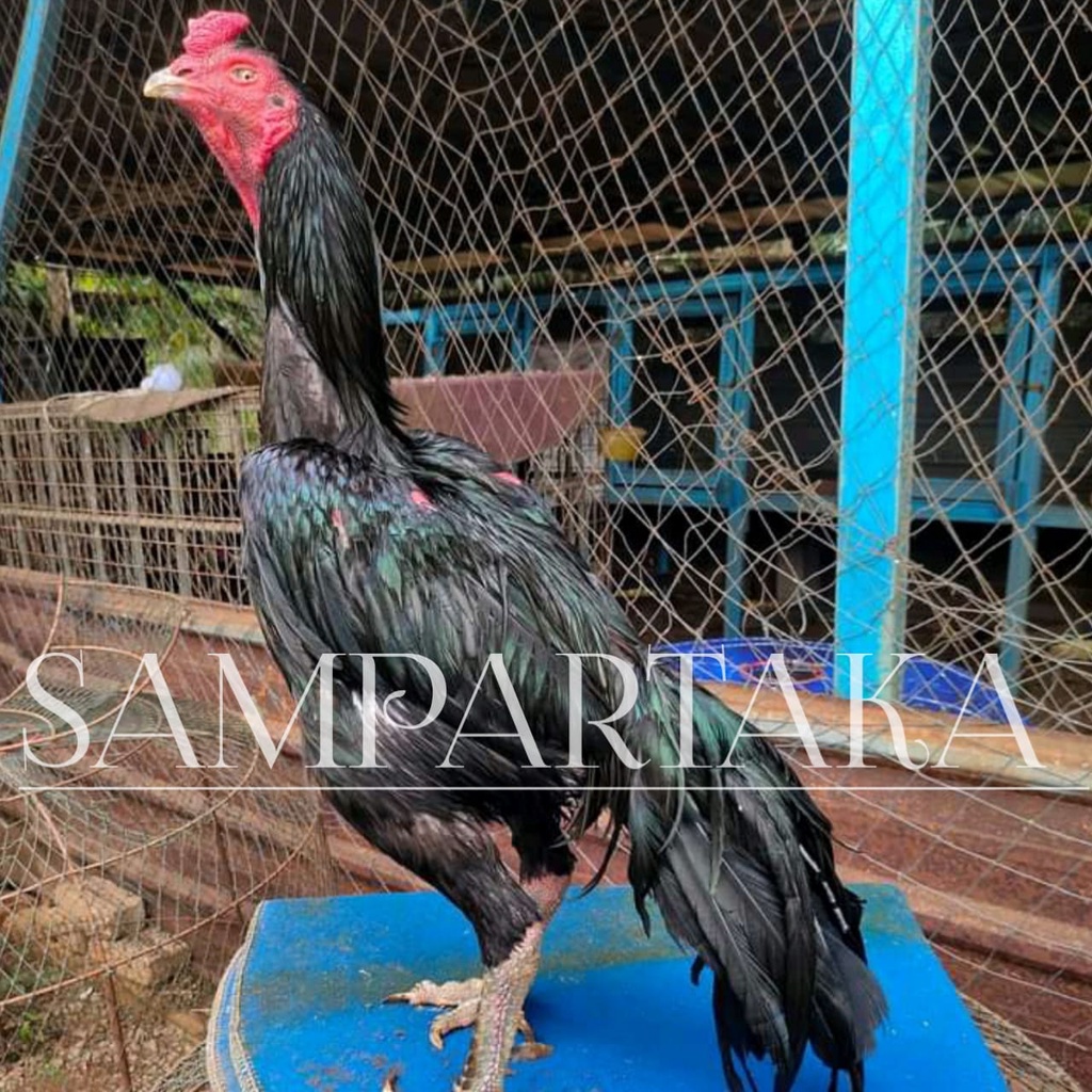 ayam bangkok pakhoy ekor lidi asli telur pakoy ori koyngon impor plucker thailand