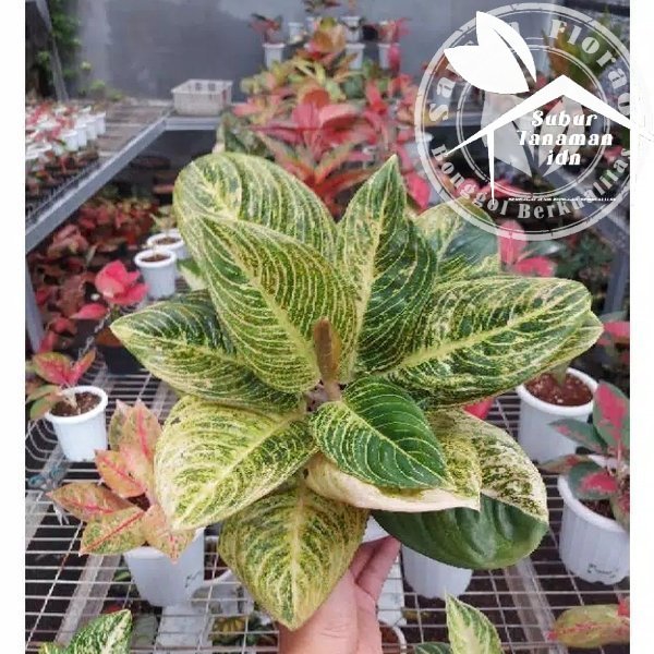 bonggol aglonema asri white