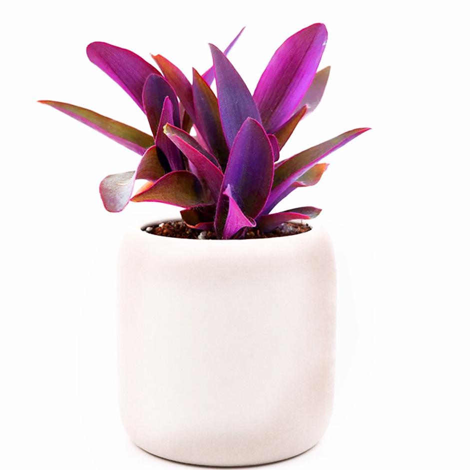 Tanaman hias tradescantia pallida | Jenis tanaman hias yang cocok di gantung dan mudah hidup di berb