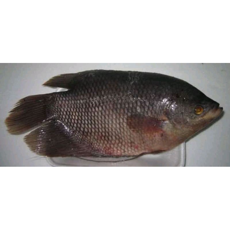 

IKAN GURAME SEGAR