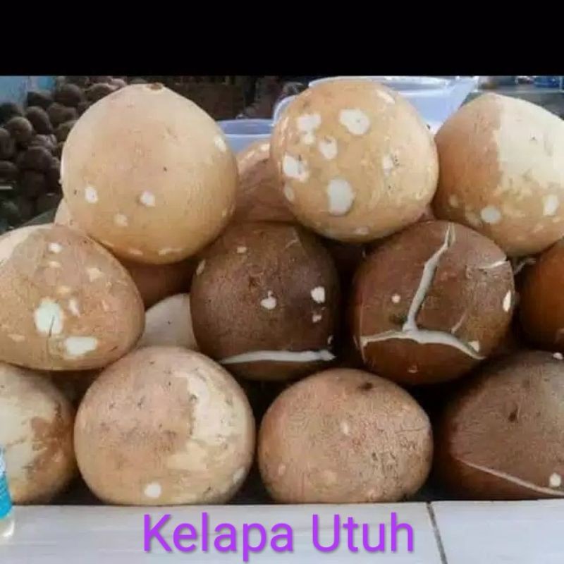 

Kelapa Utuh/Parut/Santan