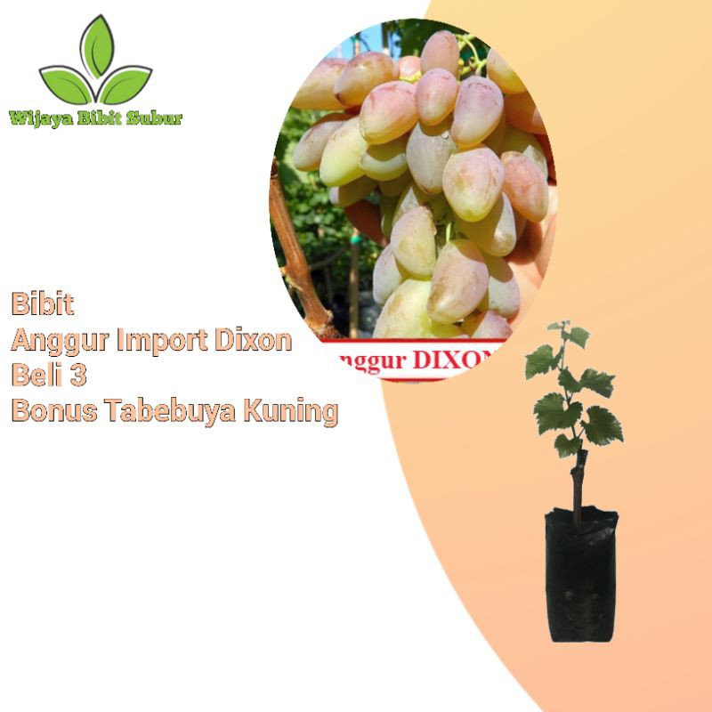 Bibit Tanaman Buah Anggur Hijau Dixon Import-Bibit Hasil Grafting-Bibit Anggur Hijau Dixon Import