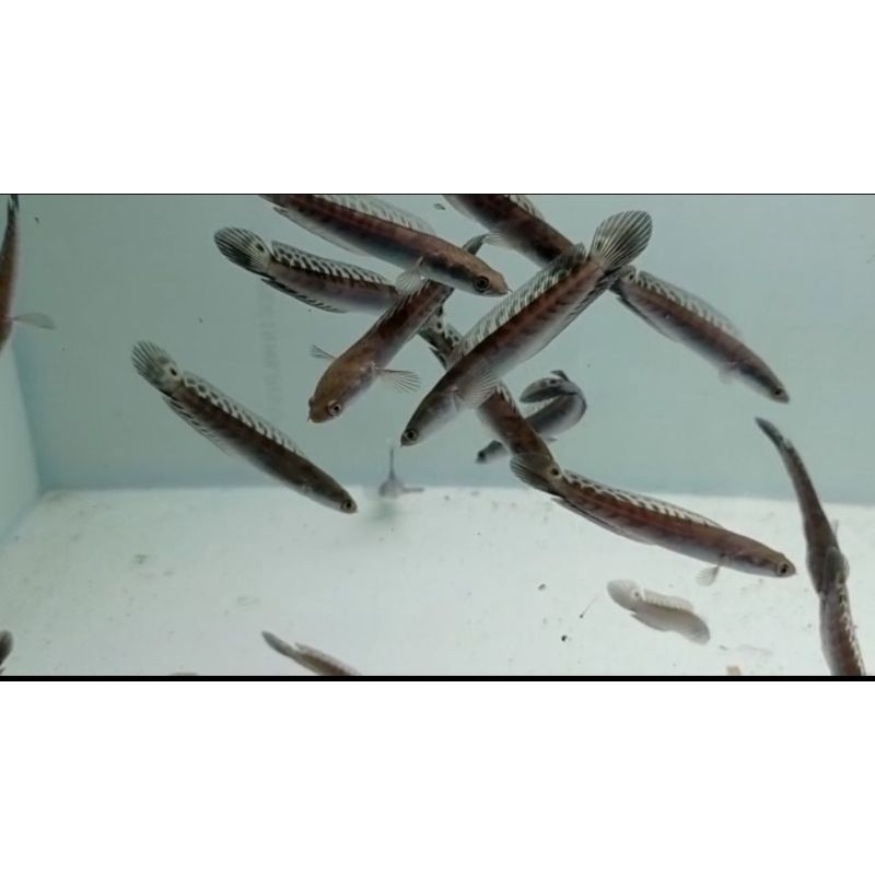 Channa Maru Ys 10cm Yellow Sentarum Bahan Progres Sortiran