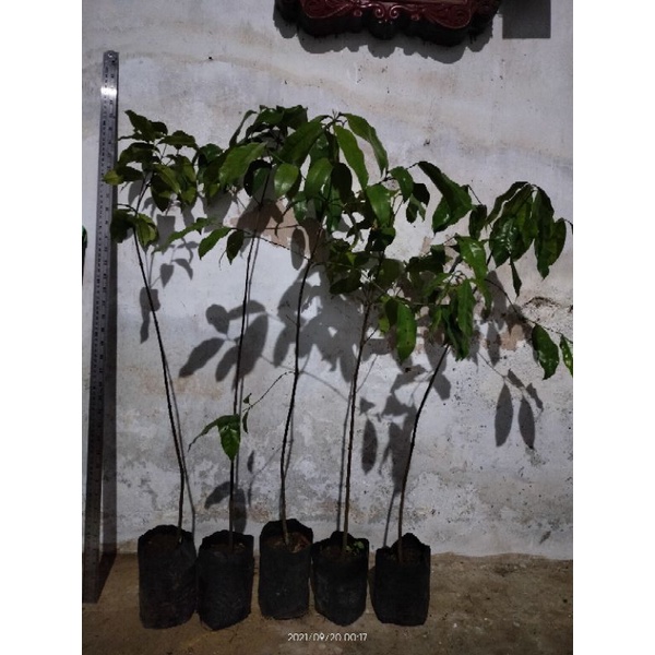 bibit melinjo