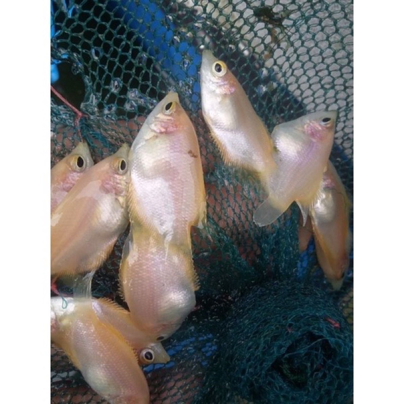 paket 40ekor Gurame padang jempol