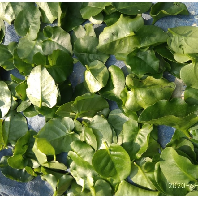 

Daun binahong segar 500 gr