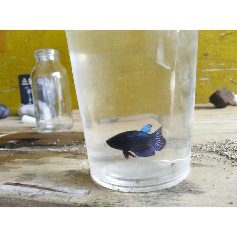 

cupang