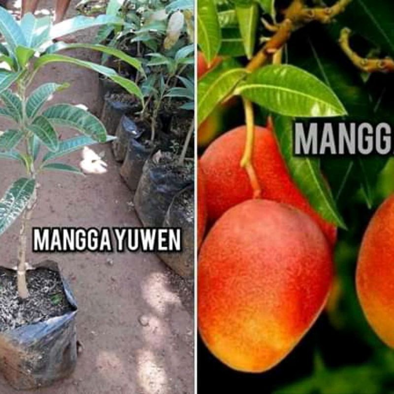 Bibit buah mangga yuwen