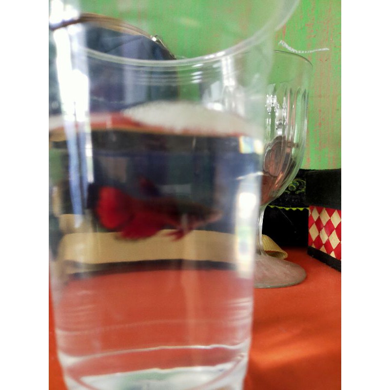 Beta Fish Female Siap Breed / Ikan Cupang Betina Siap Kawin
