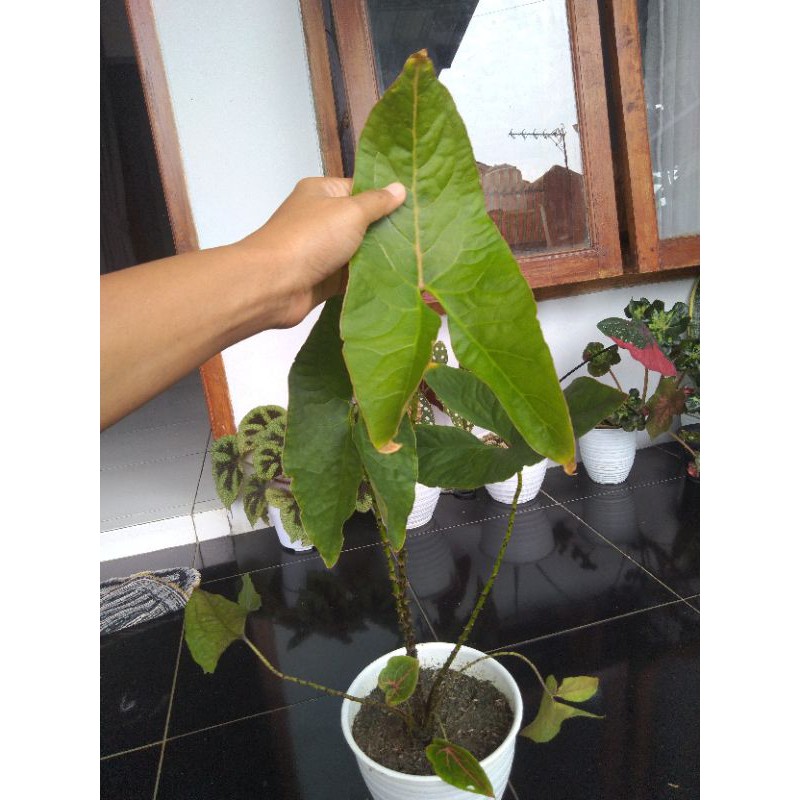 crytosperma johnstonii alokasia black Jack