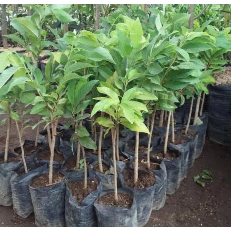 Bibit pohon srikaya merah/Tanaman buah srikaya merah