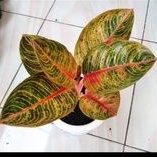 aglaonema kresna