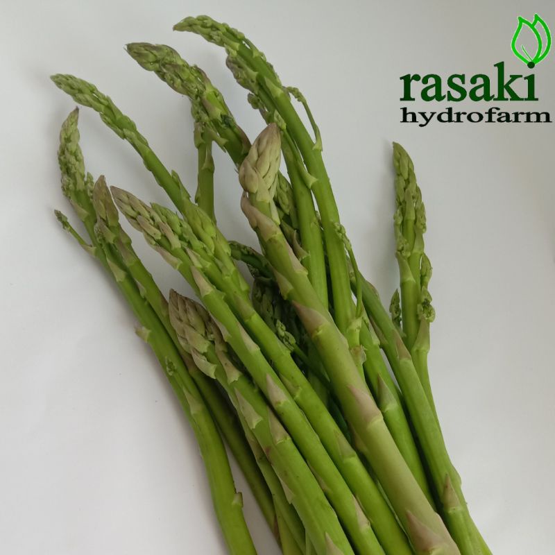 

sayur segar asparagus organik rasaki 100gr