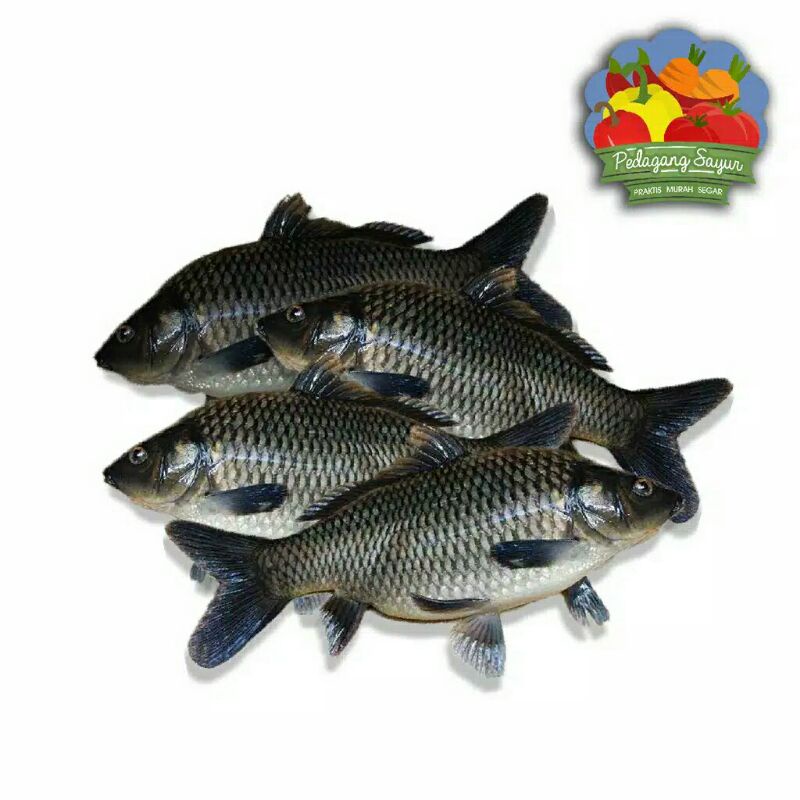 

ikan mas 1kg