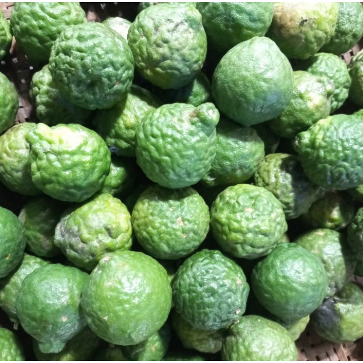 

Buah Jeruk Purut Jantah 1Buah
